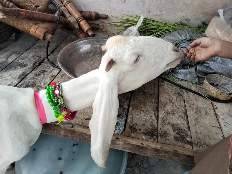2 dand full active gulabi phat mashallah — photo 2