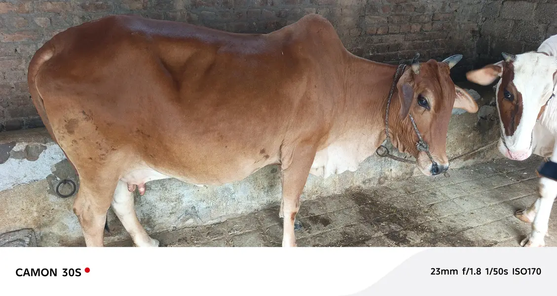 Beautiful Cow For Sale