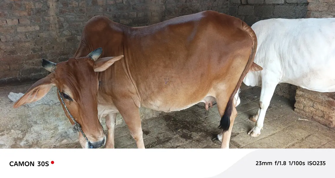 Beautiful Cow For Sale — photo 2