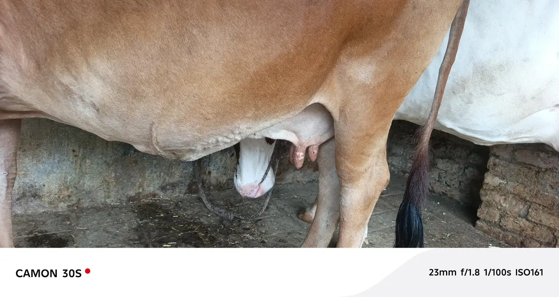 Beautiful Cow For Sale — photo 3
