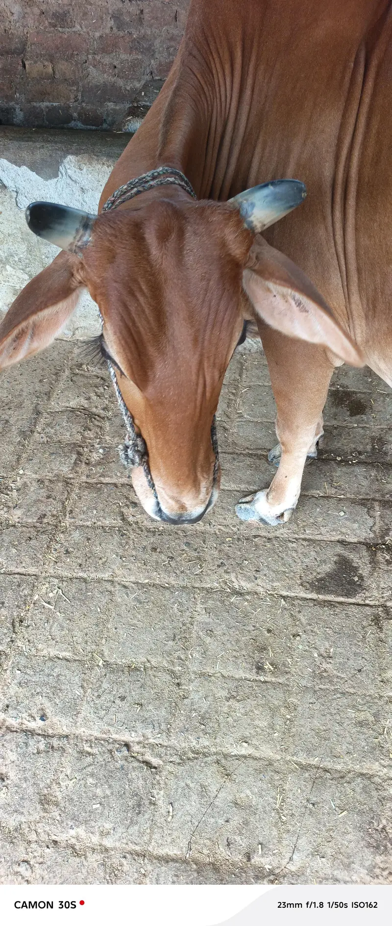 Beautiful Cow For Sale — photo 4