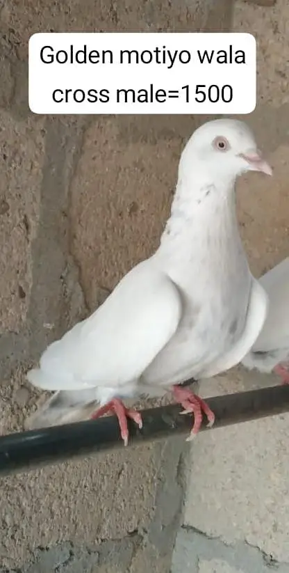 pure teddy/lasira+kalduma cross pattay+motiya+golden cross nar — photo 2