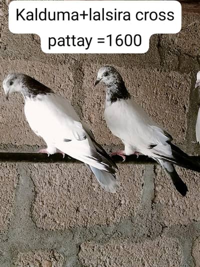 lasira+kalduma cross pattay+motiya+golden cross nar