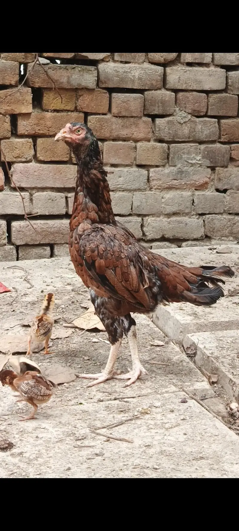 high quality aseel murigian — photo 6