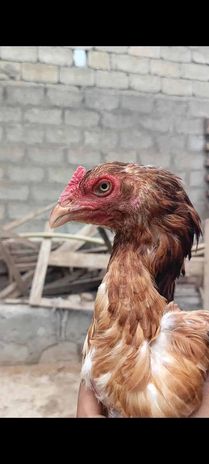 high quality aseel murigian — photo 7