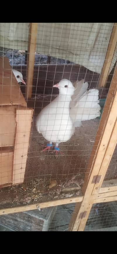 lakhy kabootar for sale  price 2000