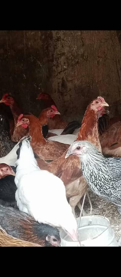 golden misri / desi hens / golden misri pathi / age 4 month / 900 gram