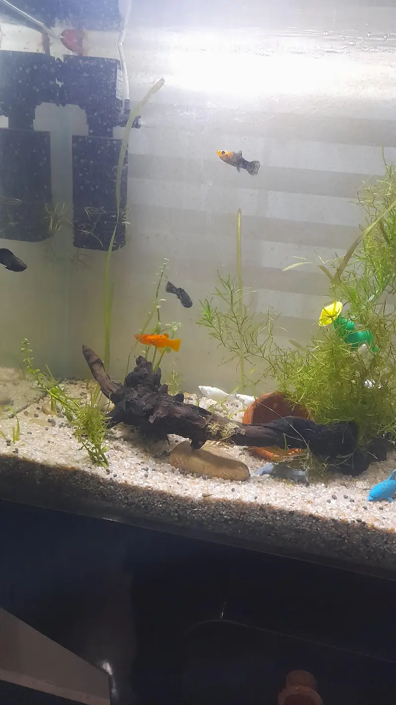 imported mollies for sale