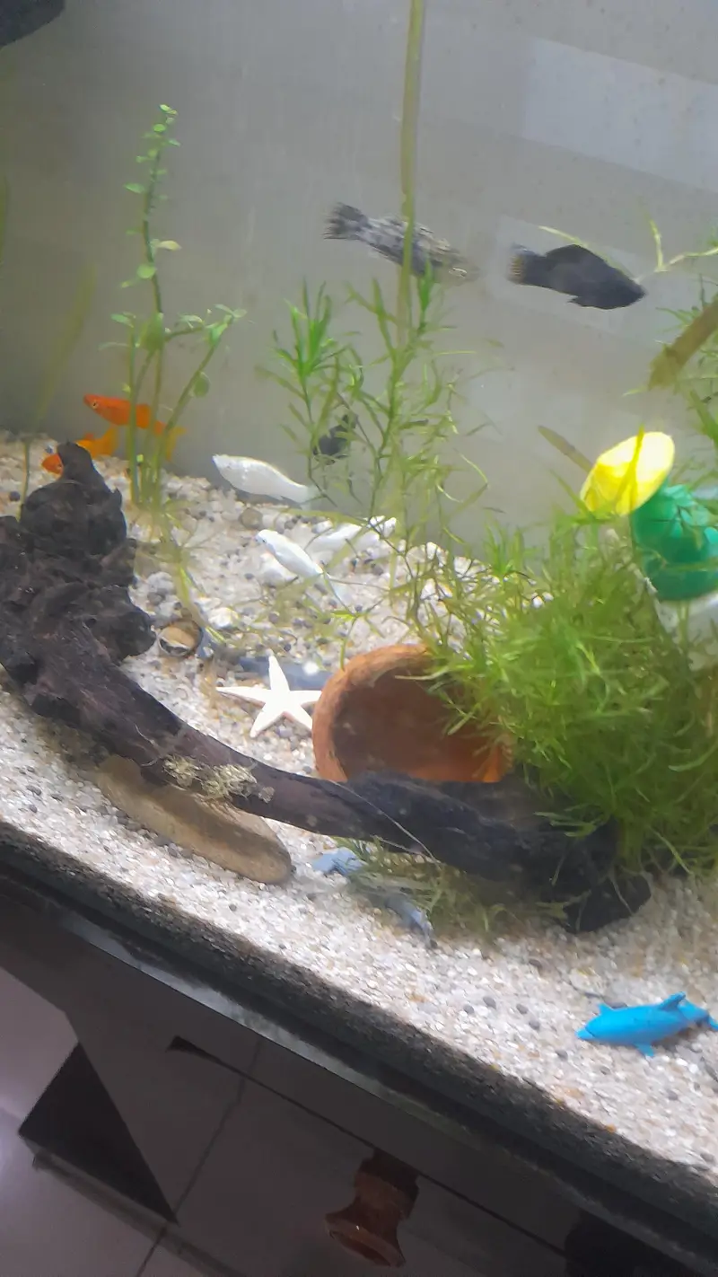 imported mollies for sale — photo 2
