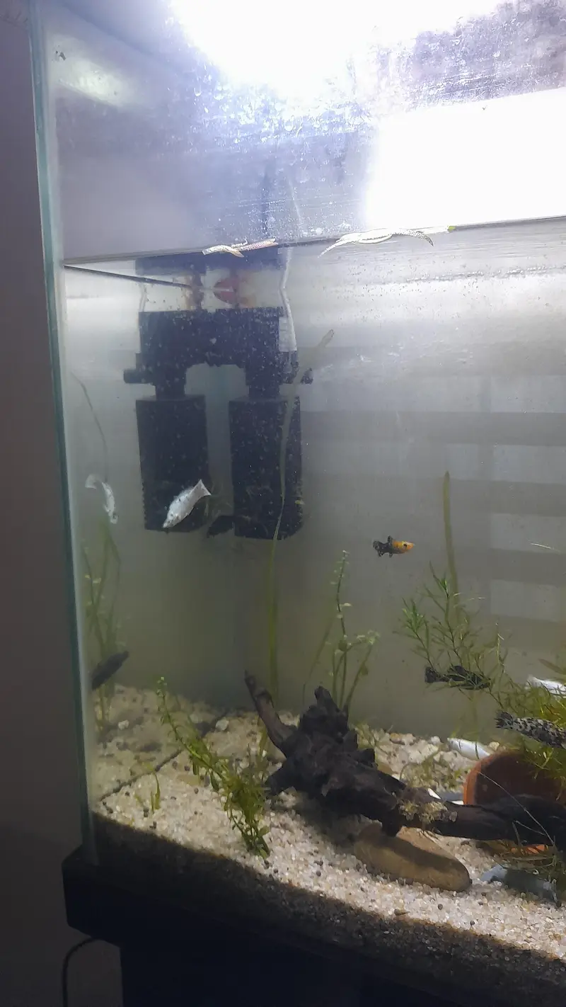 imported mollies for sale — photo 3