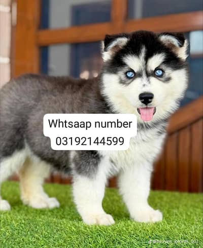 Siberian husky fore sale