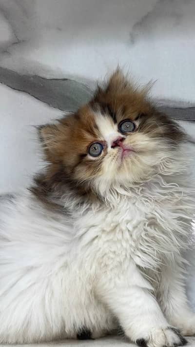 White Persian Kittens/Triple coated/blue eyes/Cats/Male/Female