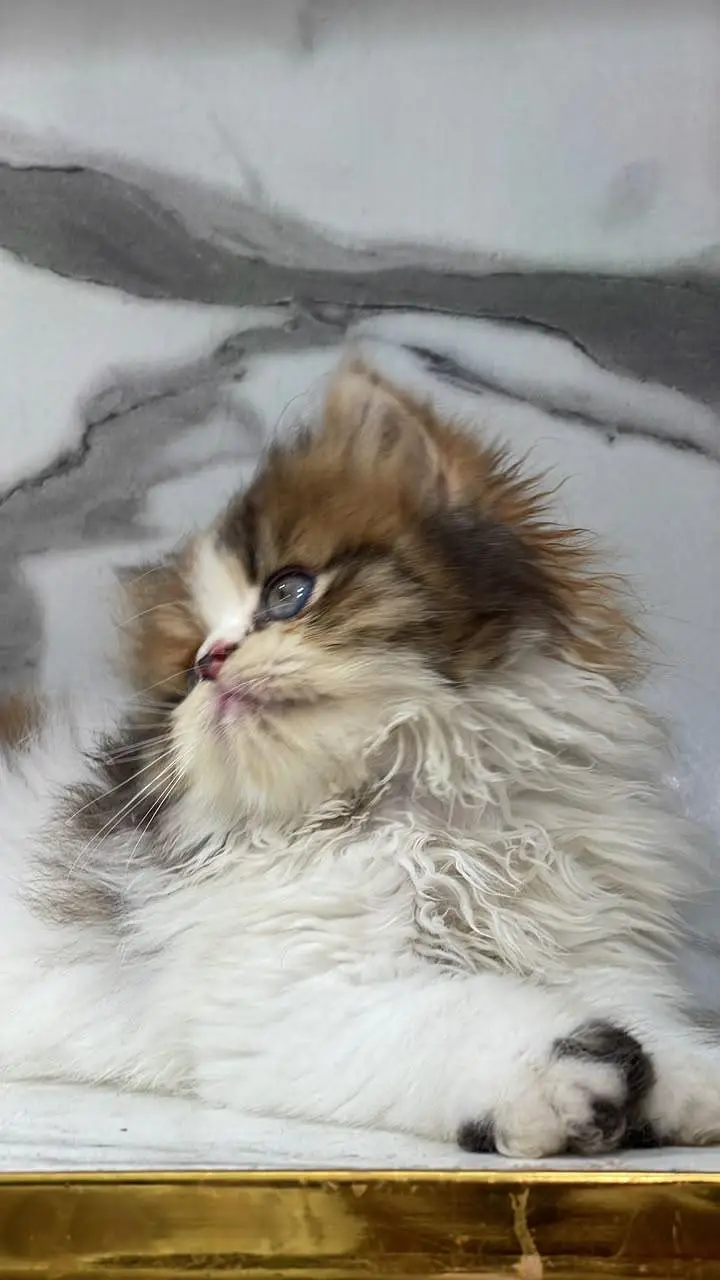 White Persian Kittens/Triple coated/blue eyes/Cats/Male/Female — photo 7