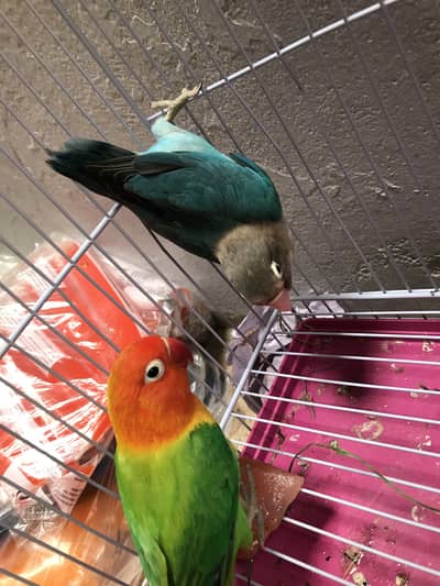 Lovebirds pair