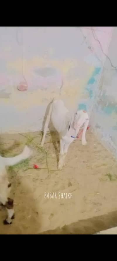 rajanpuri bakra contact 03113107066