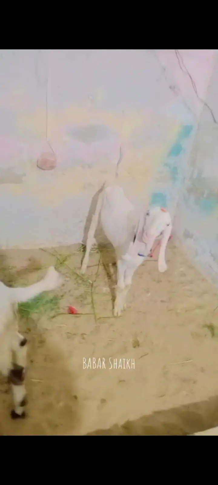 rajanpuri bakra contact 03113107066 — photo 4