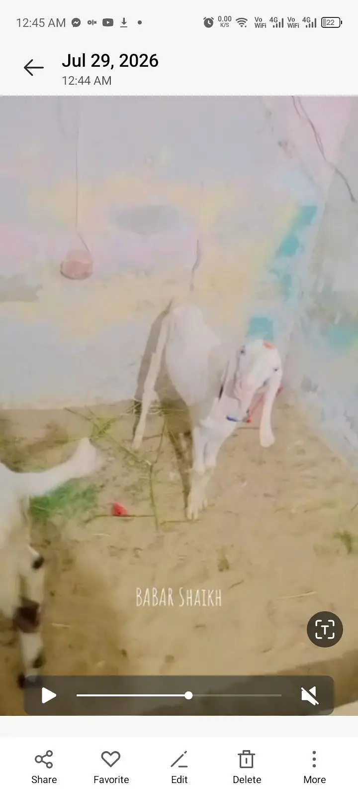 rajanpuri bakra contact 03113107066 — photo 5