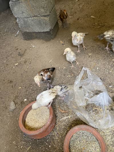 Aseel Chicks