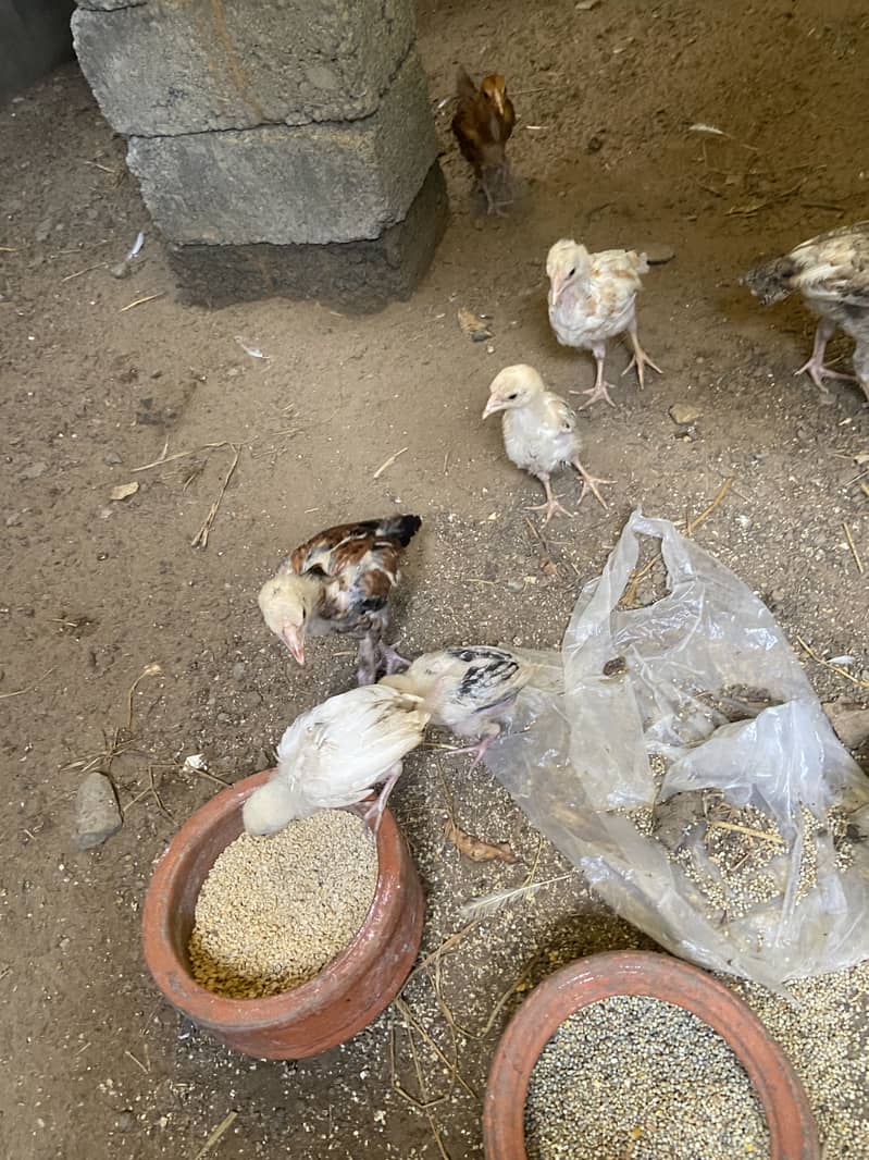 Aseel Chicks 0