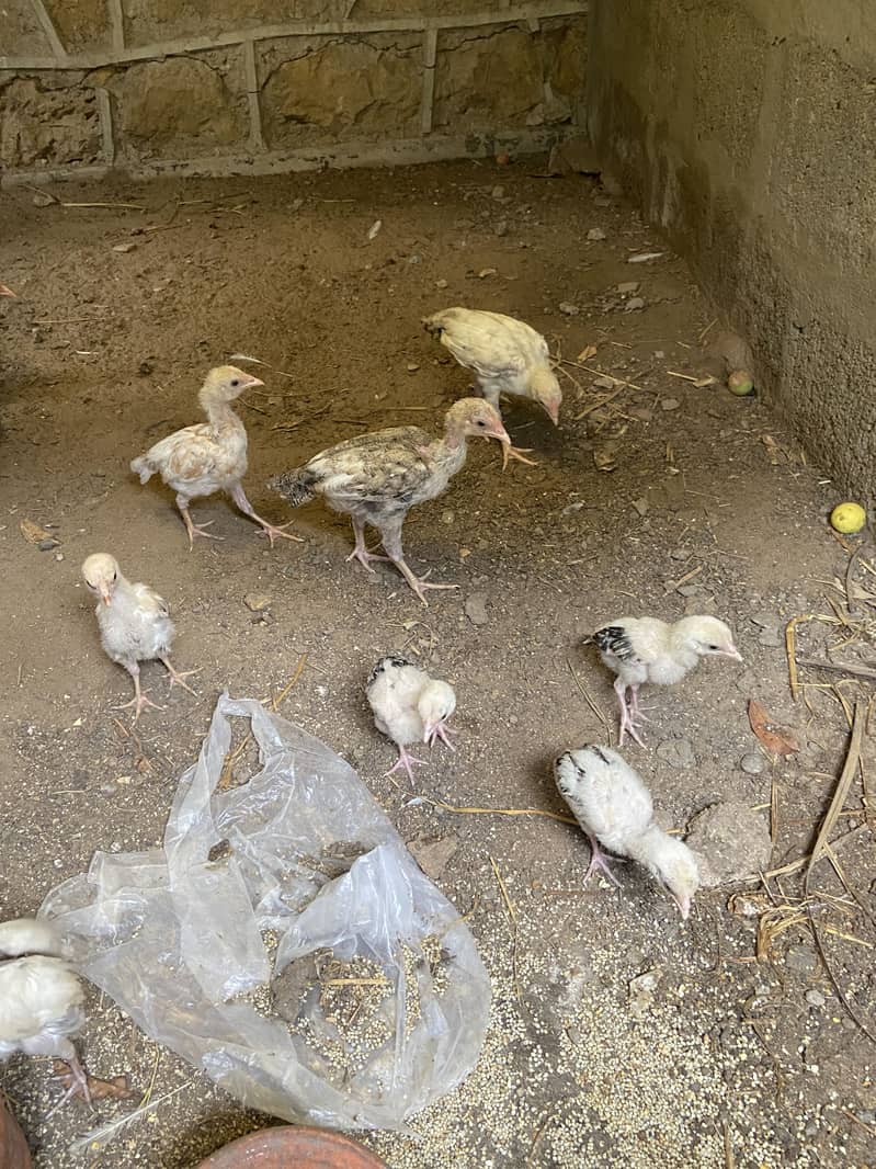 Aseel Chicks 1