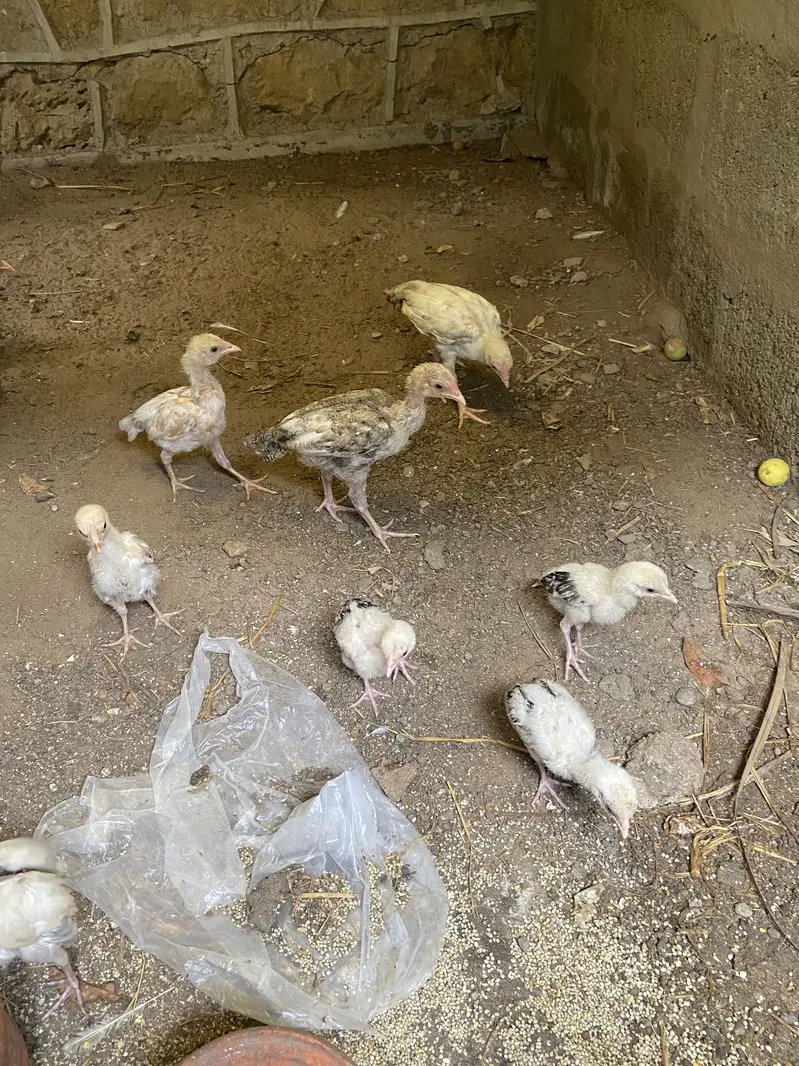 Aseel Chicks — photo 2