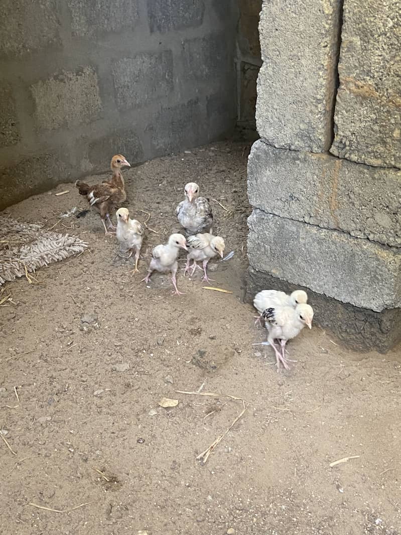 Aseel Chicks 2