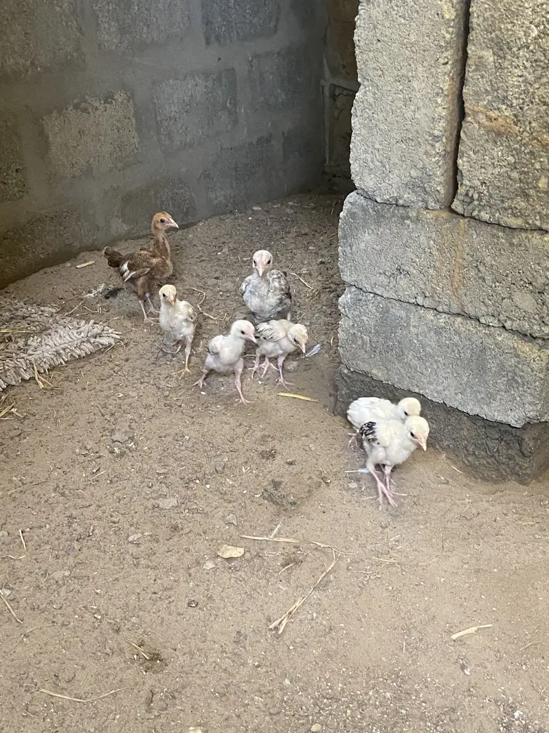Aseel Chicks — photo 3