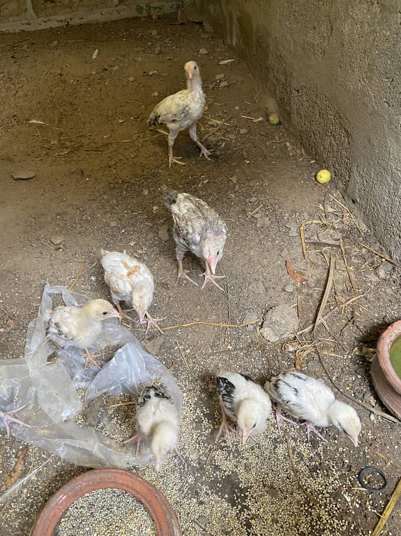Aseel Chicks 3