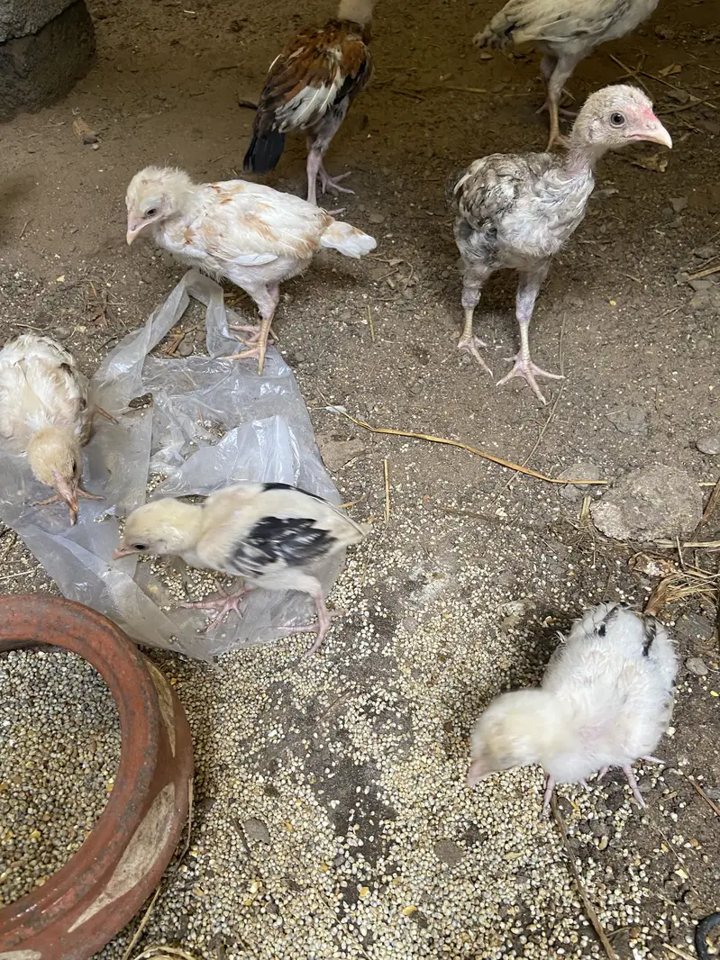 Aseel Chicks — photo 5