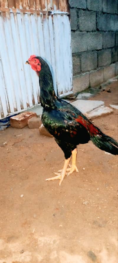 lajwab