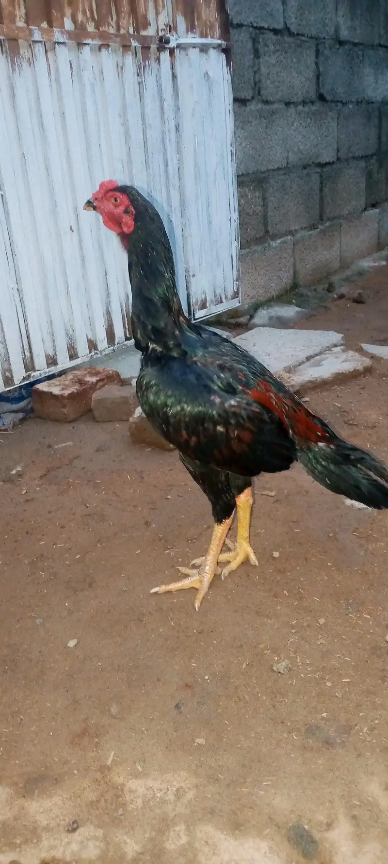 lajwab — photo 2