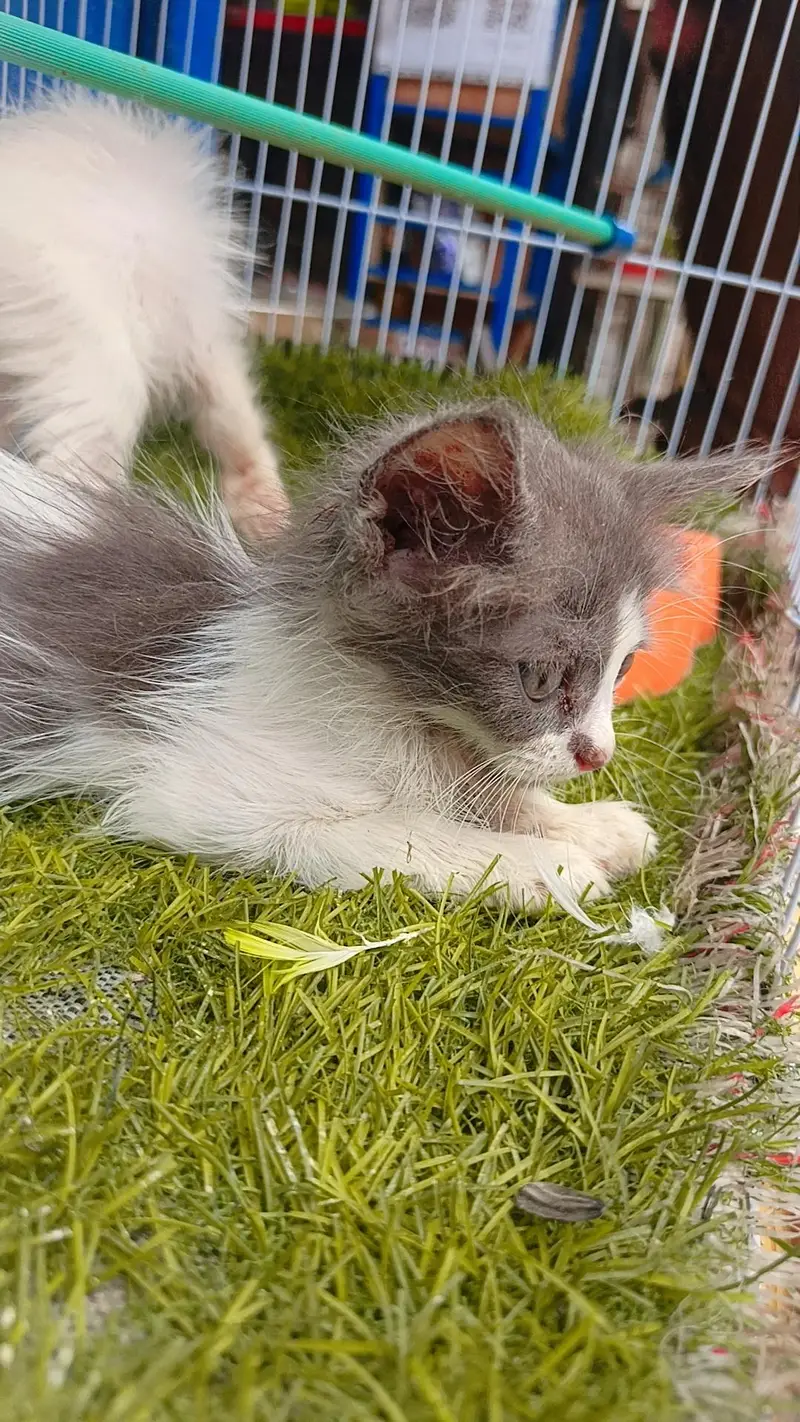 persion double coat blue eyes baby — photo 2