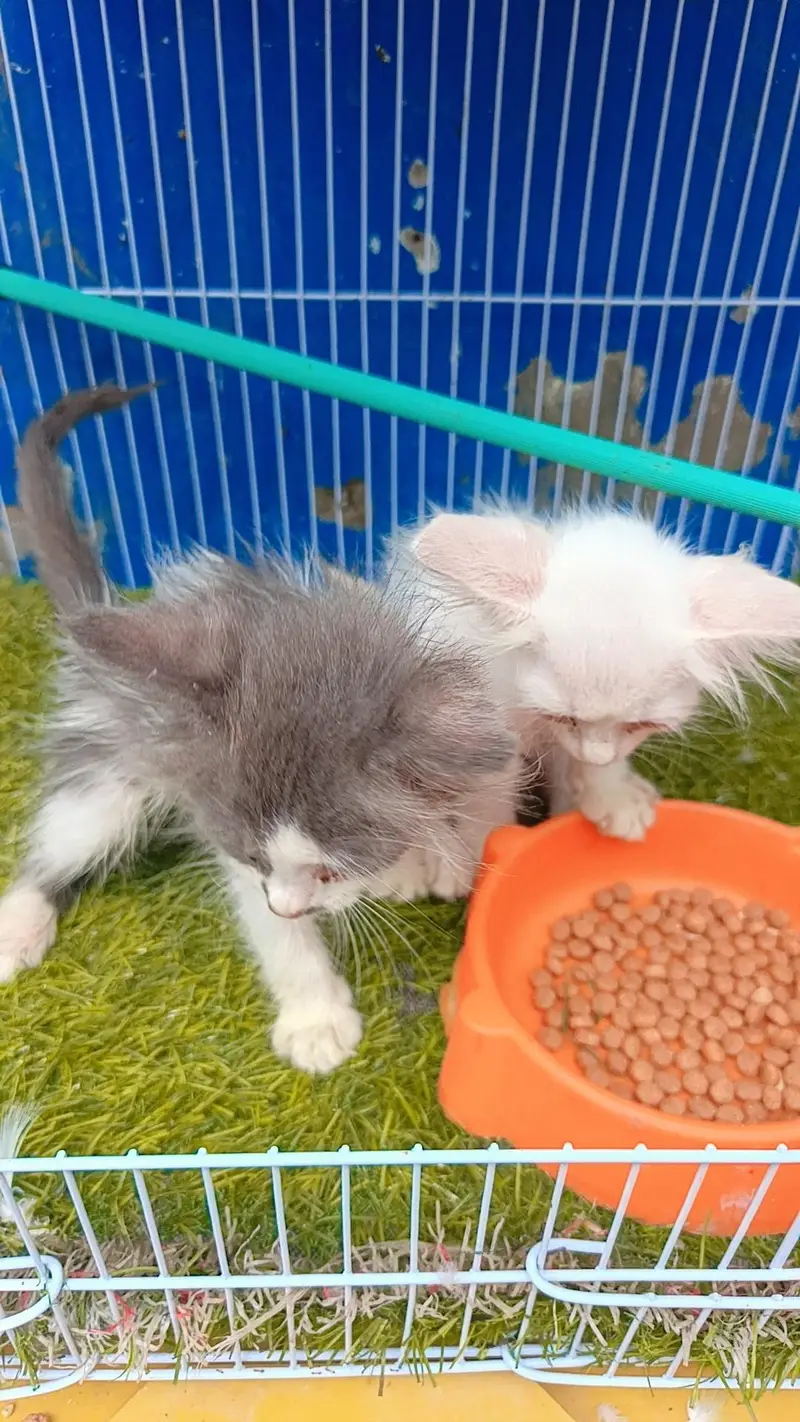 persion double coat blue eyes baby — photo 3