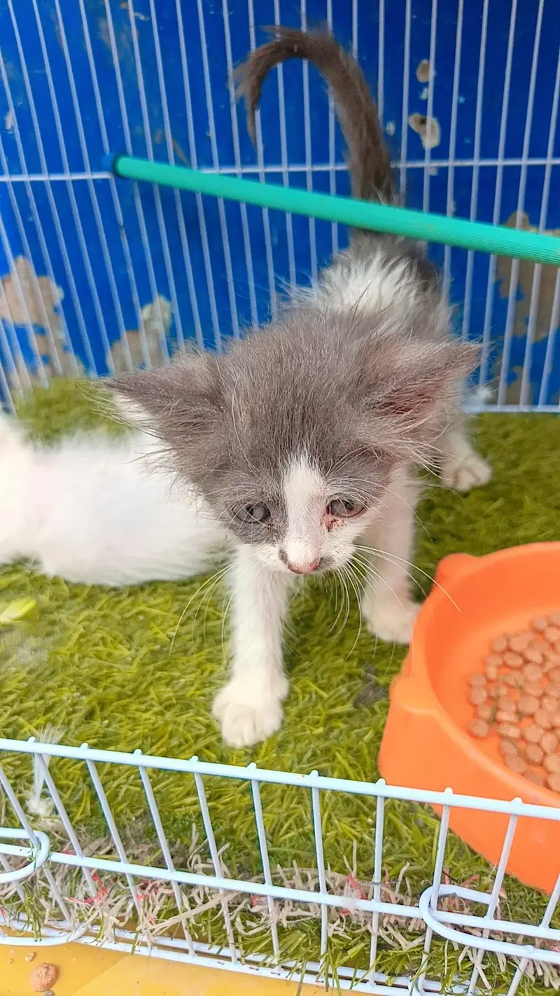 persion double coat blue eyes baby — photo 4