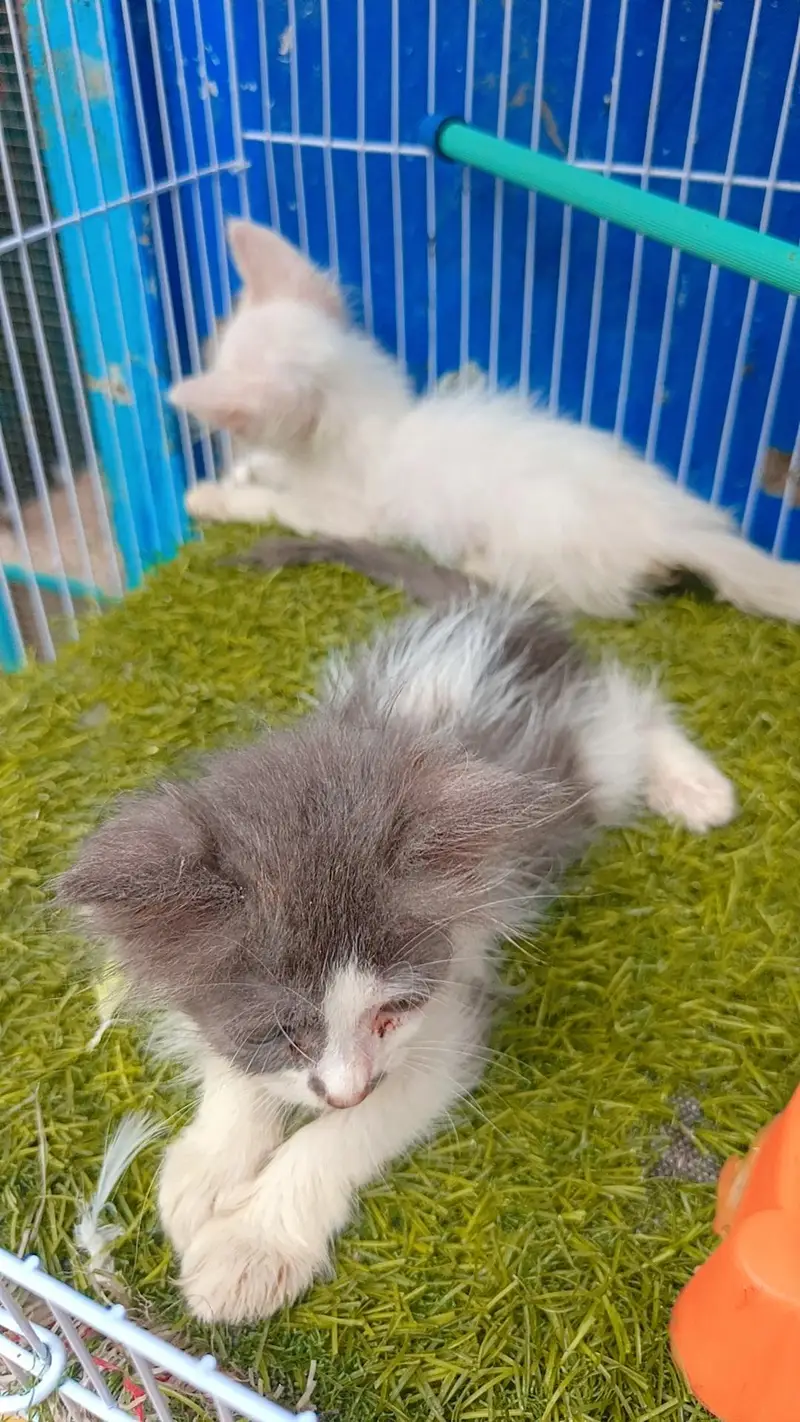 persion double coat blue eyes baby — photo 5