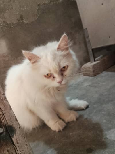female breeder cat