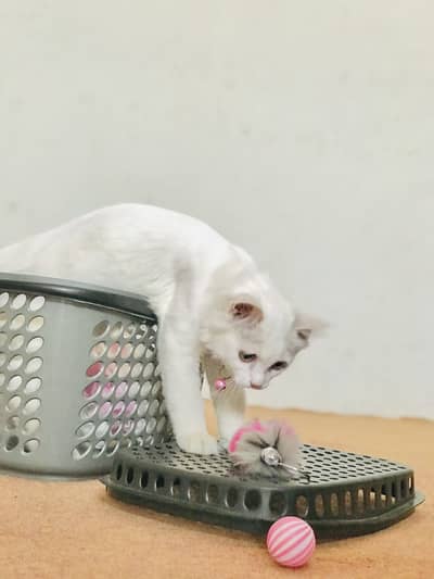 Russian Cat for sale