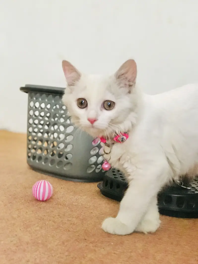 Russian Cat for sale — photo 3