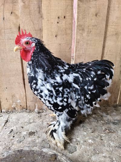 motled Cochin bantam male