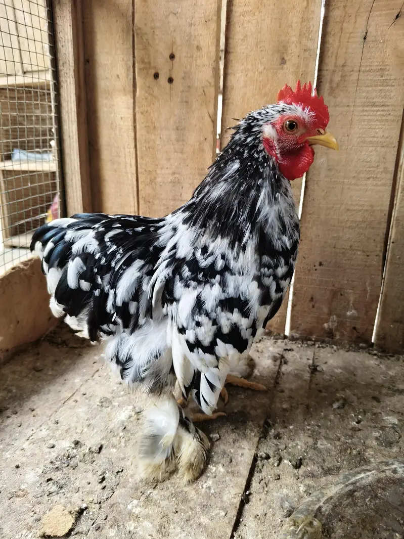 motled Cochin bantam male — photo 2