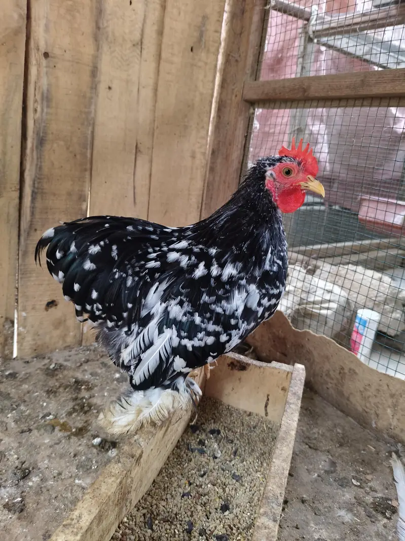 motled Cochin bantam male — photo 3