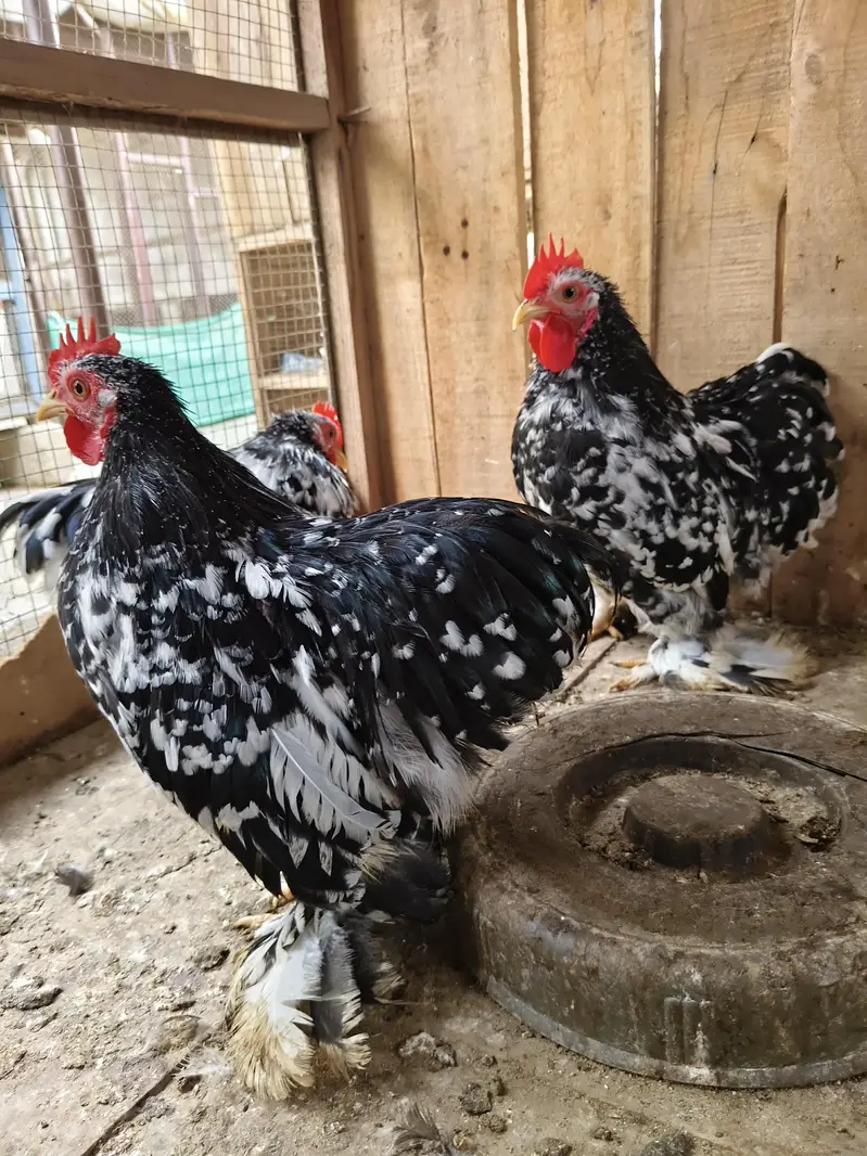 motled Cochin bantam male — photo 4