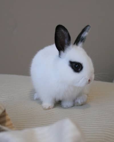 Hotot male healthy and active