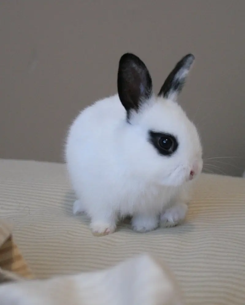 Hotot male healthy and active