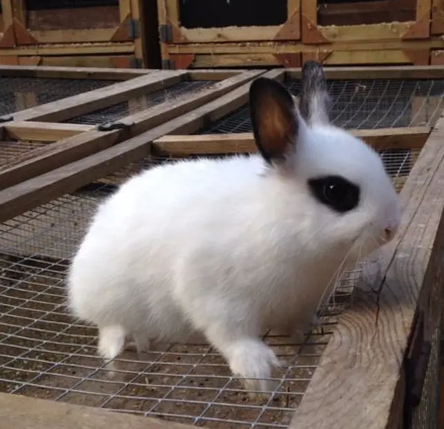 Hotot male healthy and active — photo 2