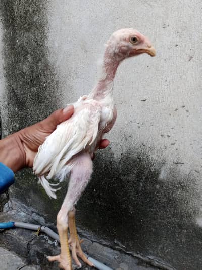 7 shamo chiks
