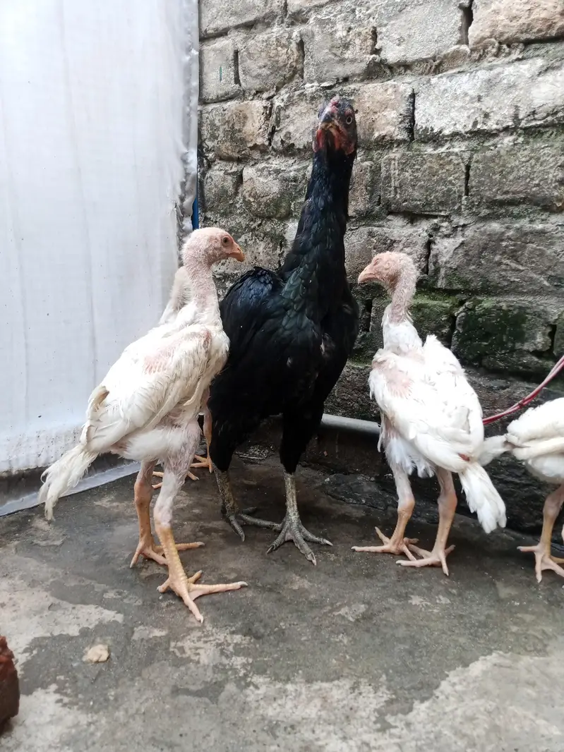 7 shamo chiks — photo 2