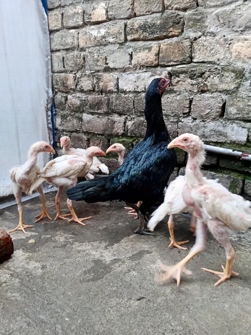7 shamo chiks — photo 3