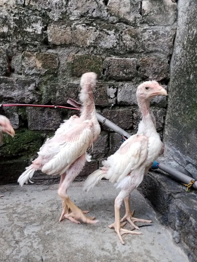 7 shamo chiks — photo 4