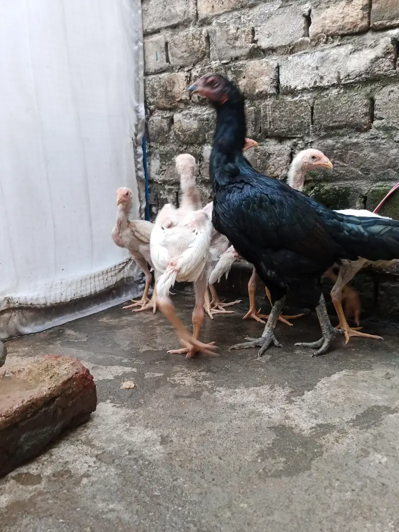 7 shamo chiks — photo 5